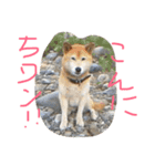 動物大集合！（個別スタンプ：12）