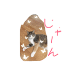 動物大集合！（個別スタンプ：13）