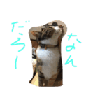 動物大集合！（個別スタンプ：14）