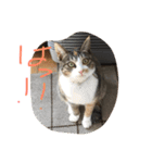 動物大集合！（個別スタンプ：15）