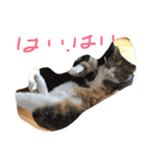 動物大集合！（個別スタンプ：16）