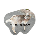 ポテトと、リリィ（個別スタンプ：7）