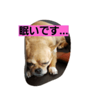 ポテトと、リリィ（個別スタンプ：10）