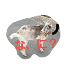 ポテトと、リリィ（個別スタンプ：16）