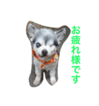 リキコリキ（個別スタンプ：3）