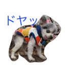 リキコリキ（個別スタンプ：4）