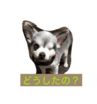 リキコリキ（個別スタンプ：5）