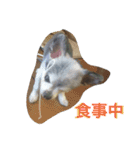 リキコリキ（個別スタンプ：14）