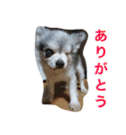 リキコリキ（個別スタンプ：15）
