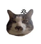 P' meaw and N' nean（個別スタンプ：2）