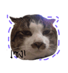 P' meaw and N' nean（個別スタンプ：3）