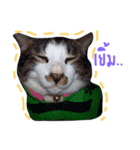 P' meaw and N' nean（個別スタンプ：7）