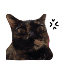P' meaw and N' nean（個別スタンプ：12）