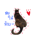 P' meaw and N' nean（個別スタンプ：13）