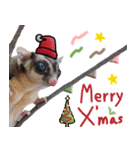 Sugar Glider Happy New Year（個別スタンプ：1）
