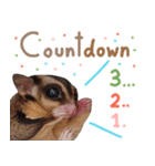 Sugar Glider Happy New Year（個別スタンプ：5）