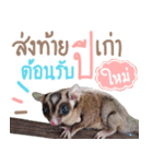 Sugar Glider Happy New Year（個別スタンプ：12）