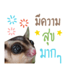 Sugar Glider Happy New Year（個別スタンプ：13）