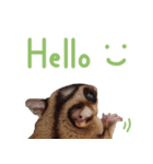 Sugar Glider Happy New Year（個別スタンプ：21）