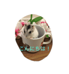 ハムタンラブ（個別スタンプ：2）