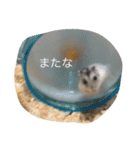 ハムタンラブ（個別スタンプ：8）