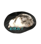 ハムタンラブ（個別スタンプ：10）