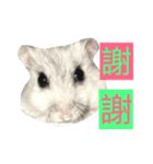 Maru mouse（個別スタンプ：1）