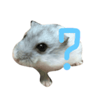 Maru mouse（個別スタンプ：3）