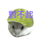 Maru mouse（個別スタンプ：4）