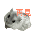 Maru mouse（個別スタンプ：5）