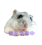 Maru mouse（個別スタンプ：7）