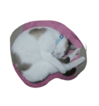 千晴家のカイとめいちゃん（個別スタンプ：3）