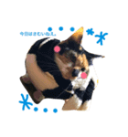 ねこのスタンプ A（個別スタンプ：1）