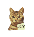 ねこのスタンプ A（個別スタンプ：2）