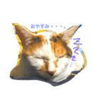 ねこのスタンプ A（個別スタンプ：3）