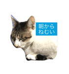 ねこのスタンプ A（個別スタンプ：4）