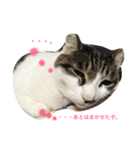 ねこのスタンプ A（個別スタンプ：5）