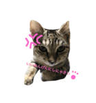 ねこのスタンプ A（個別スタンプ：7）