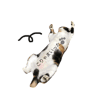 ねこのスタンプ A（個別スタンプ：8）