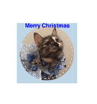 可愛い猫 ねこ クリスマス お正月 年末年始（個別スタンプ：1）
