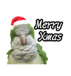 Merry Xmas from the cutest monk parrot！（個別スタンプ：1）