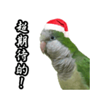 Merry Xmas from the cutest monk parrot！（個別スタンプ：2）