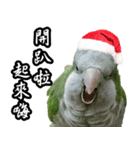 Merry Xmas from the cutest monk parrot！（個別スタンプ：3）