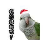 Merry Xmas from the cutest monk parrot！（個別スタンプ：4）