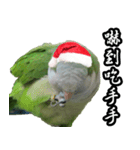 Merry Xmas from the cutest monk parrot！（個別スタンプ：5）