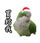 Merry Xmas from the cutest monk parrot！（個別スタンプ：6）