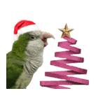 Merry Xmas from the cutest monk parrot！（個別スタンプ：7）