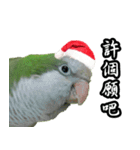 Merry Xmas from the cutest monk parrot！（個別スタンプ：8）