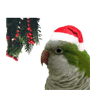 Merry Xmas from the cutest monk parrot！（個別スタンプ：11）