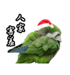 Merry Xmas from the cutest monk parrot！（個別スタンプ：12）